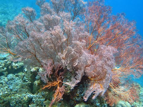 Thriving coral reef alive with marine life and shoals of fish, Bali.