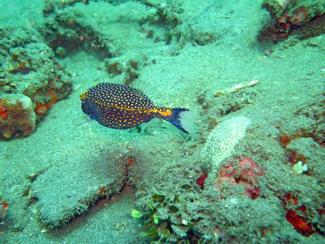 Thriving coral reef alive with marine life and fish, Bali.