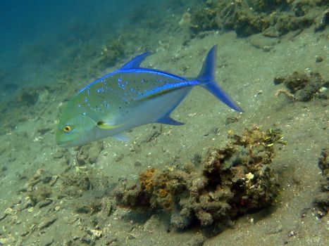 Thriving coral reef alive with marine life and fish, Bali.