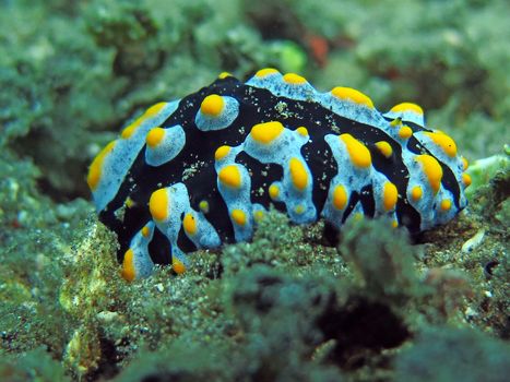 Thriving coral reef alive with marine life and fish, Bali.