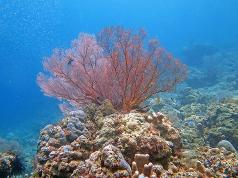 Thriving coral reef alive with marine life and shoals of fish, Bali.