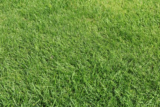 Lush green grass on the soccer field