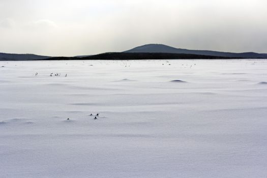 Fresh snow cover in dunes at closeup, a winter landscape