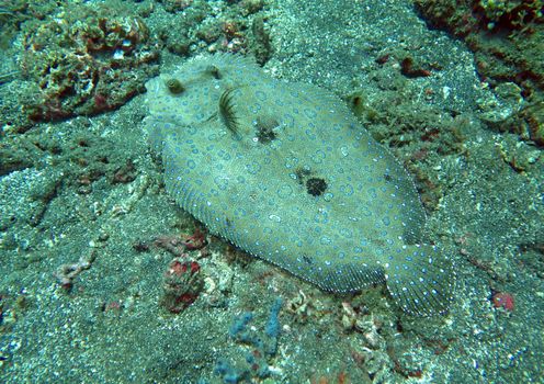 Flowery flounder Bothus mancus it is lying on the seabed.