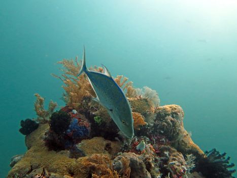 Thriving coral reef alive with marine life and fish, Bali.