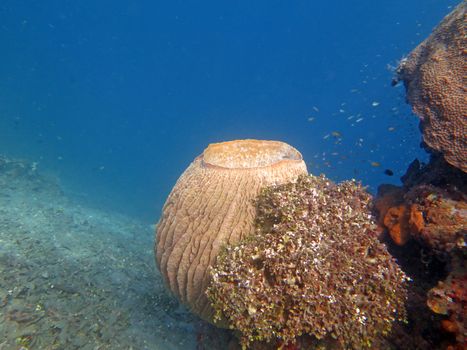 Thriving coral reef alive with marine life and shoals of fish, Bali.