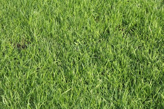 Lush green grass on the soccer field.