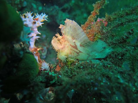 Thriving coral reef alive with marine life and fish, Bali.