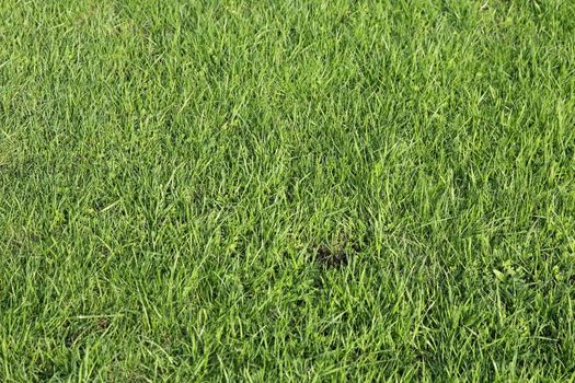 Lush green grass on the soccer field.