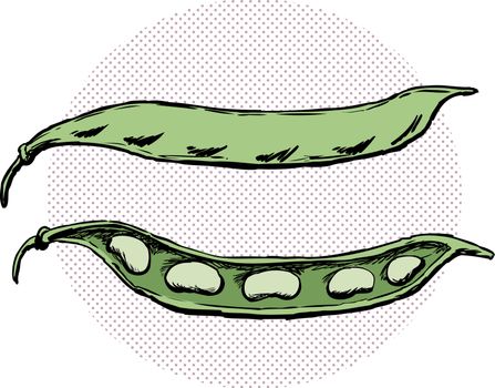 Legume illustration with whole and split bean pods over halftone circle