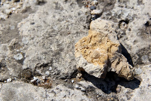 Petrified shell in the stone of the old fortress. photo