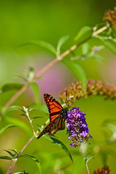 Summer Butterfly - Monarch Butterfly. Vertical Photo