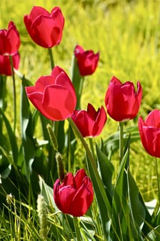 Red Flowering Tulips. Vertical Tulips Photo. Flowers Photo Collection.