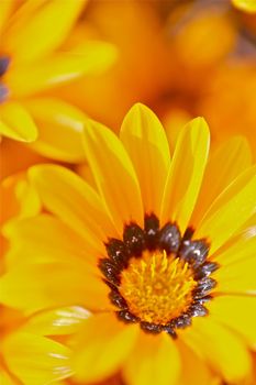 Orange Beauty. Macro Photo of Tiny Orange Wild Flowers. Vertical Photo.