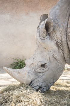 Rhinoceros eating grass, Ceratotherium Simun