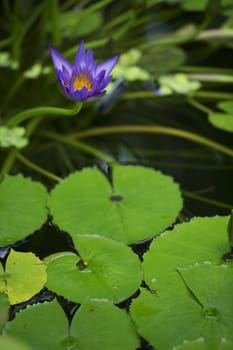 Blue Water Lily - Flowering Water Plant. Vertical Photo