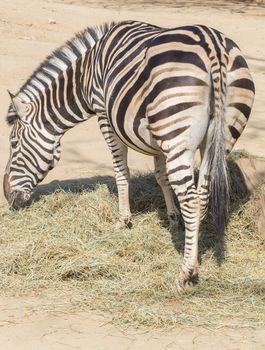 Chapman Zebra eating grass