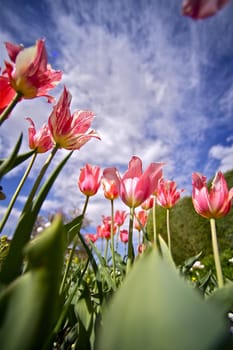 Pinky White Tulips - Wide Angle Bottom Shot. Beautiful Summer Sunny Day in the Garden.