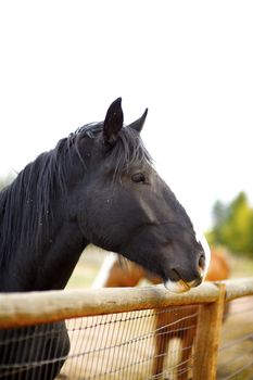 Horses. Black American Farm Horse. Clipped Sky - Solid White Background