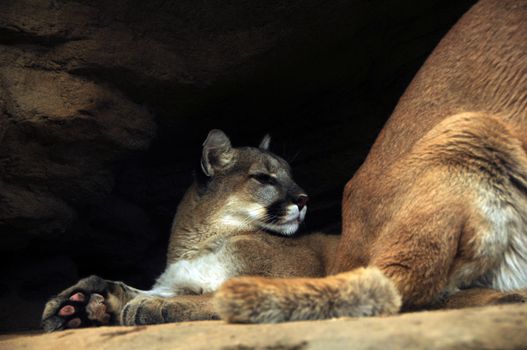 Mountain Lions. The Mountain Lion is Called by More Names Than Any Other Colorado Mammal  Cougar, Puma, Panther, Catamount or Just Plain Lion. Mountain Lions Growing to Up to 6 Feet Long.