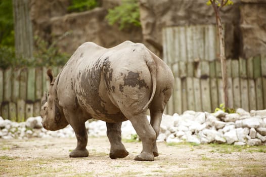 Rhinoceros in the Lincoln Park Zoo, Chicago, IL, U.S.A. Horizontal Rhinoceros Photography.