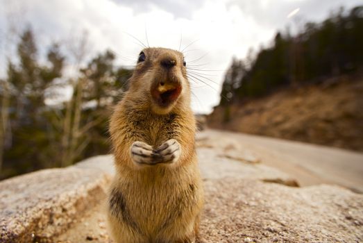 Chipmunk\'s Dinner. Chipmunks Are Small Striped Squirrels Native to North America and Asia. Close Wide Angle Photography of Eating Chipmunk