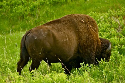 American Buffalo - American Bison in the Custer State Park, South Dakota, USA. Bison Have Been Introduced Into a Many of Locations Around North America. American Bison Horizontal Photography.