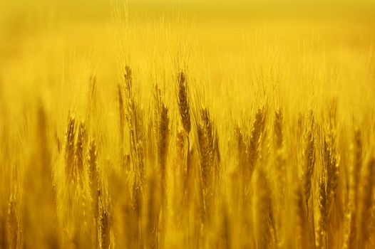 Golden Rye Field. Summer Background - Golden Rye Closeup. 