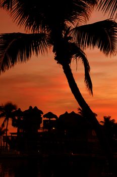 Florida Heat. Sunset with Palm Trees. Dark Orange Sky and Trees Shapes