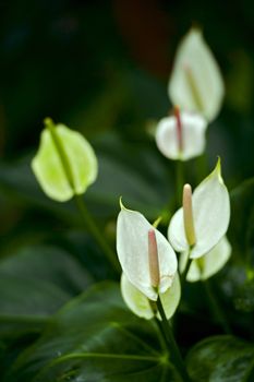 Unknown Tropical Flowers - Dark Background. Flowering Rainforest Plants. Vertical Photo