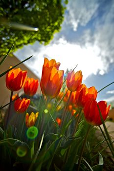 Red Tulips Garden. Tulips in the Sun. Wide Angle Creative Photo /Vertical/ Cloudy Sunny Spring Day.
