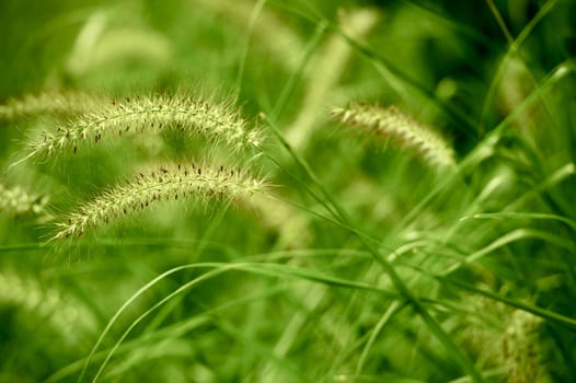 Summer Green Grasses Nature Background. Horizontal Photo.