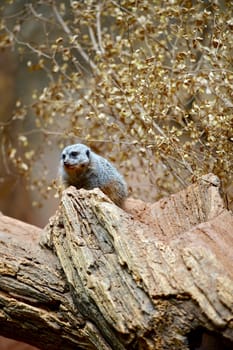 Meerkat - Suricate on Tree. The Meerkat (or Suricate) is a Small Diurnal Herpestid Weighing on Average About 730 Grams. Meerkat Vertical Photography.