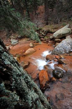 Forest Stream. Colorado Forest USA