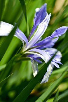 Iris Plant - Iris Flower. Blue Large Iris Flowers in the Grass. Nature Photo Collection