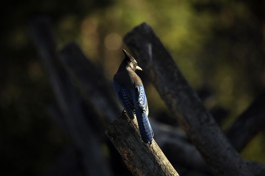 Stellers Jay - Colorado Rocky Mountains National Park. Colorado USA. [ Cyanocitta Stelleri ] is a Jay Native to Western North America, Closely Related to the Blue Jay Found in the Rest of the Continent, but with a Black Head and Upper Body.