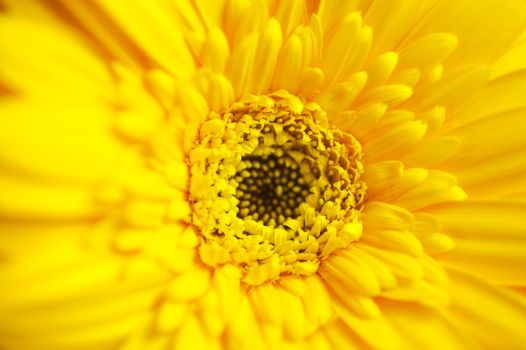 Gerber Macro. acro Photography of the Yellow Beautiful Gerber Flower. Floral Photo Collection