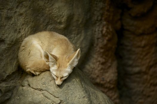 Sleeping Fennec Fox. Fennec Fox Sleeping on the Rock - Horizontal Photography. Fennec Fox is a Small Nocturnal Fox Found in the Sahara of North Africa.