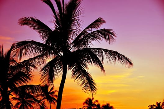 Tropical Sunset. Palm Trees and Pinky Yellow Sunset Sky. Tropical Place.