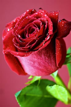 Rose Flower on Burgundy Background. Vertical Photo of Fresh Rose.