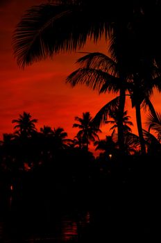 Tropical Evening - Beautiful Tropical Sunset with Black Shapes of Palms. Red-Orange Sunset Sky.