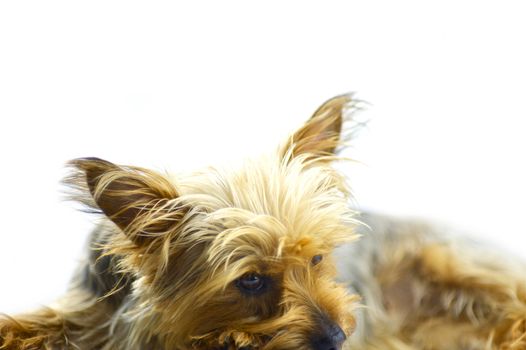 Lazy Days - 1 Year Old Silky Terrier on a Ground. White Solid Background - Isolated