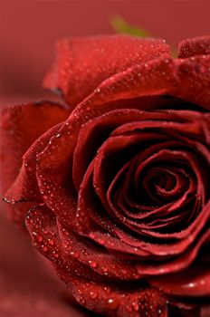 Red Rose and the Dew. Close-Up Photo. Fresh Cut Red Rose.