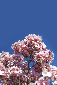 Blooming Magnolia Branches. Magnolia X Soulangeana (Saucer Magnolia) is a Hybrid Plant in the Genus Magnolia and Family Magnoliaceae. Clear Blue Sky.