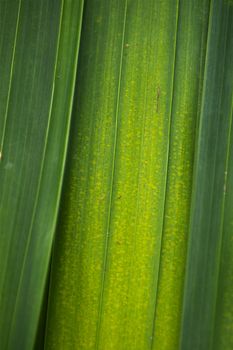 Rain Forest Palm Leaf. Green Nature Texture. Green Palm Leaf Background. Nature Backgrounds Photo Collection. Vertical Photo.