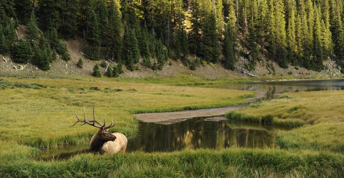 Male Deer in Colorado Rocky Mountains. Beautiful Mountains Landscape with Small Mountain Lake and the Deer. Panoramic Photography.