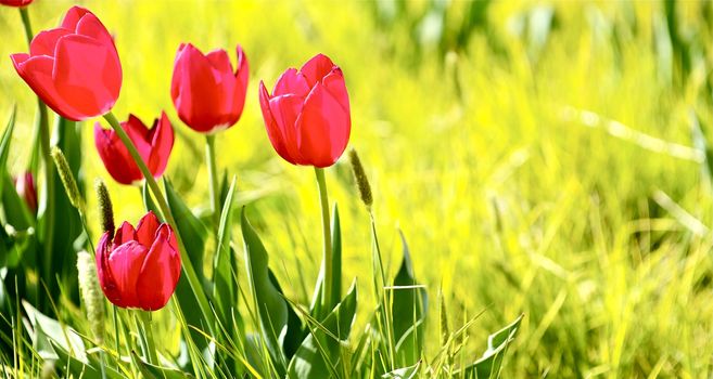 Tulips Meadow. Spring Meadow with Red Tulips. Panoramic Photo