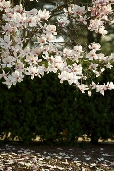 Magnolia Soulangiana Blossom. Blossom Magnolia Branches. Nature Photo Collection. Falling Petals