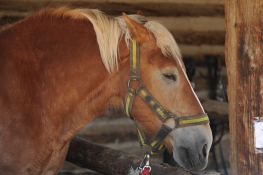 Browny Horse - Head Part