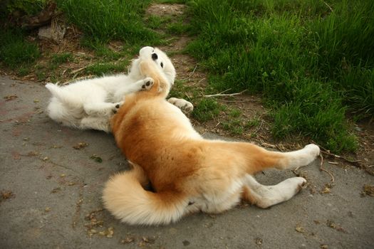 Cute puppies enjoying and playing on the sidewalk